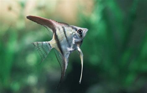 魚躍七彩神仙魚|神仙魚多少錢？8種神仙魚價格、繁殖條件＆飼養注意。